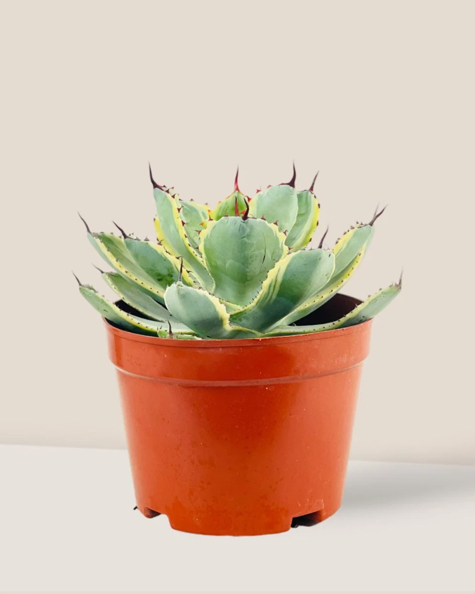 Assorted Agave Victoriae-Reginae - Image 10