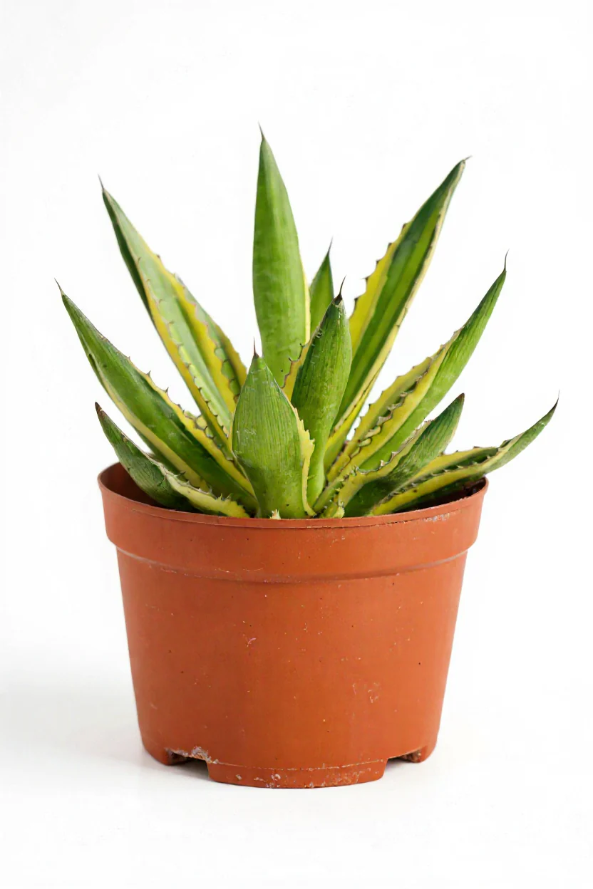 Assorted Agave Victoriae-Reginae - Image 6