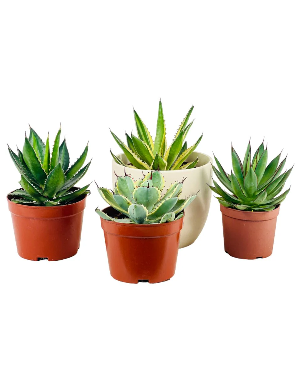 Assorted Agave Victoriae-Reginae - Image 7