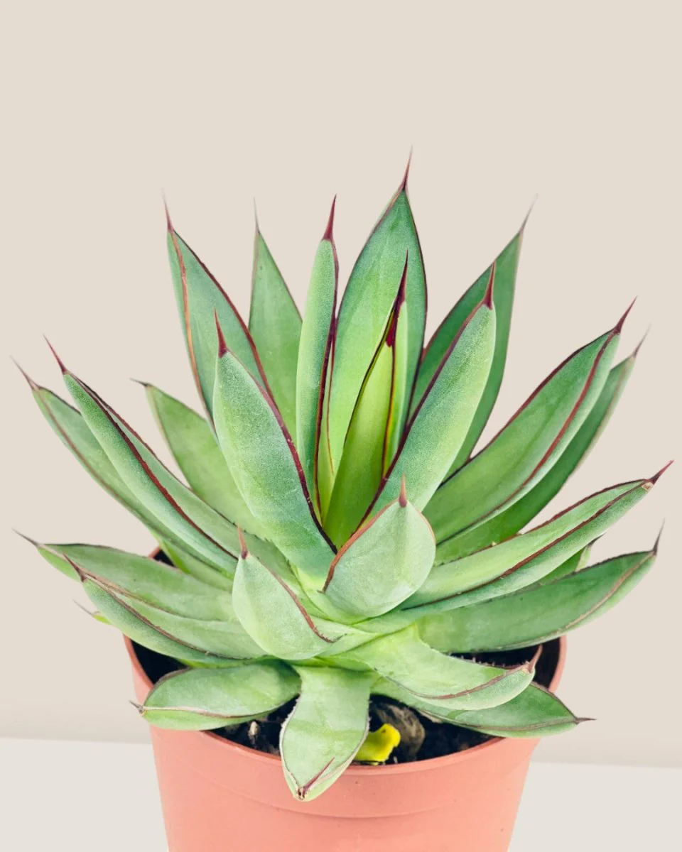 Assorted Agave Victoriae-Reginae - Image 9