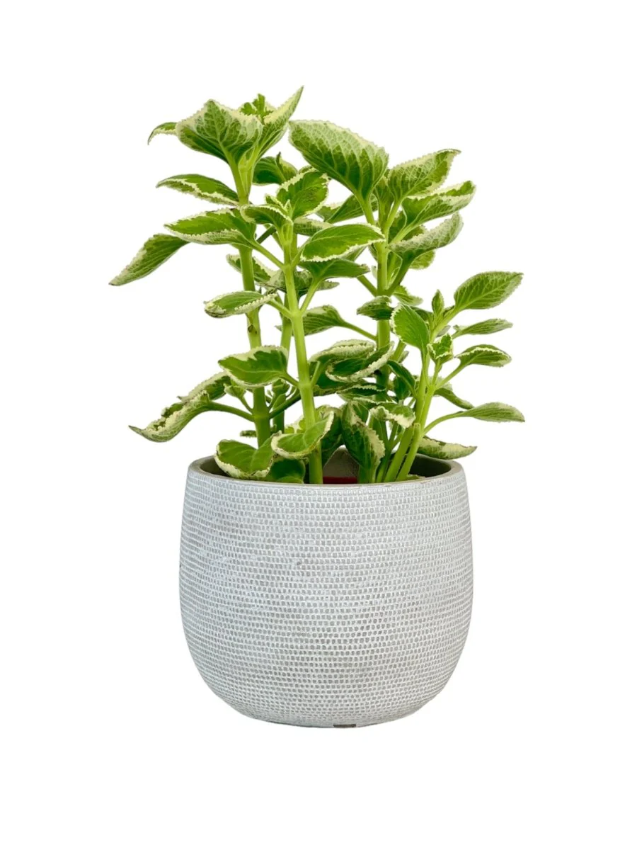 Assorted Mint Plant - Image 3