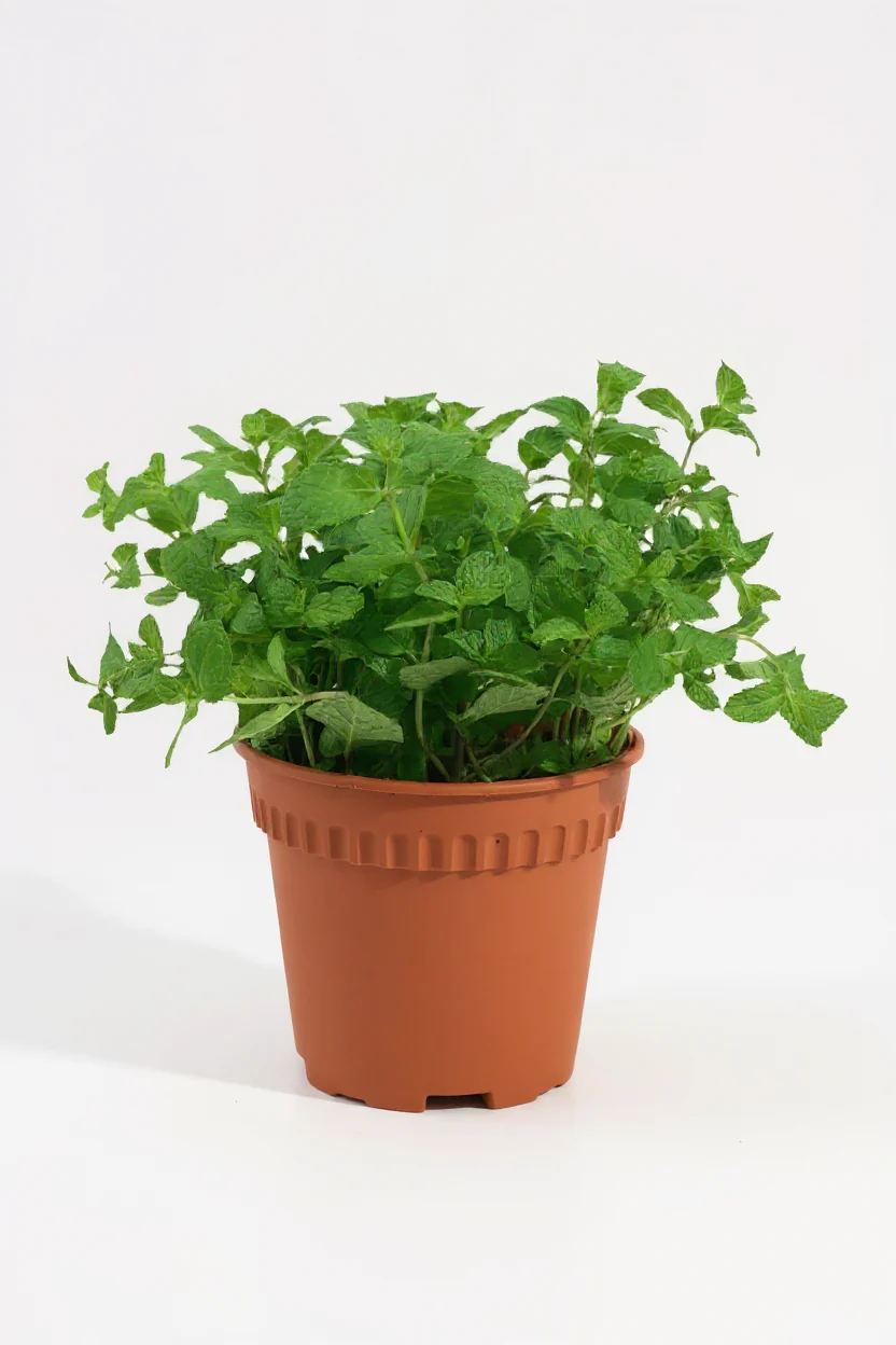 Assorted Mint Plant - Image 5