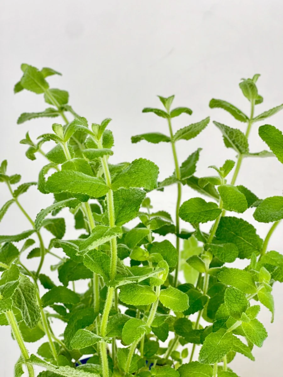 Assorted Mint Plant - Image 6