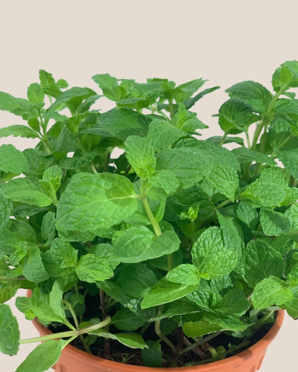 Assorted Mint Plant - Image 8