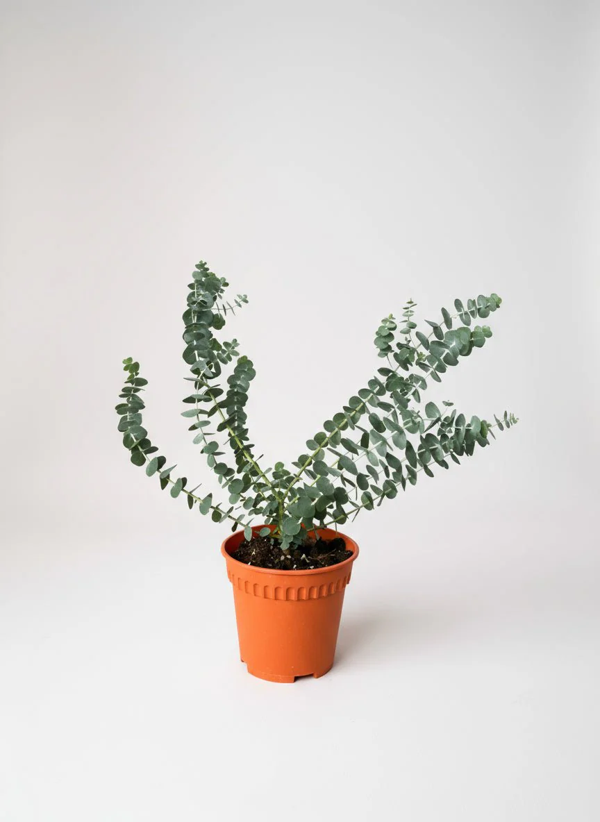 Australian Eucalyptus - Image 4