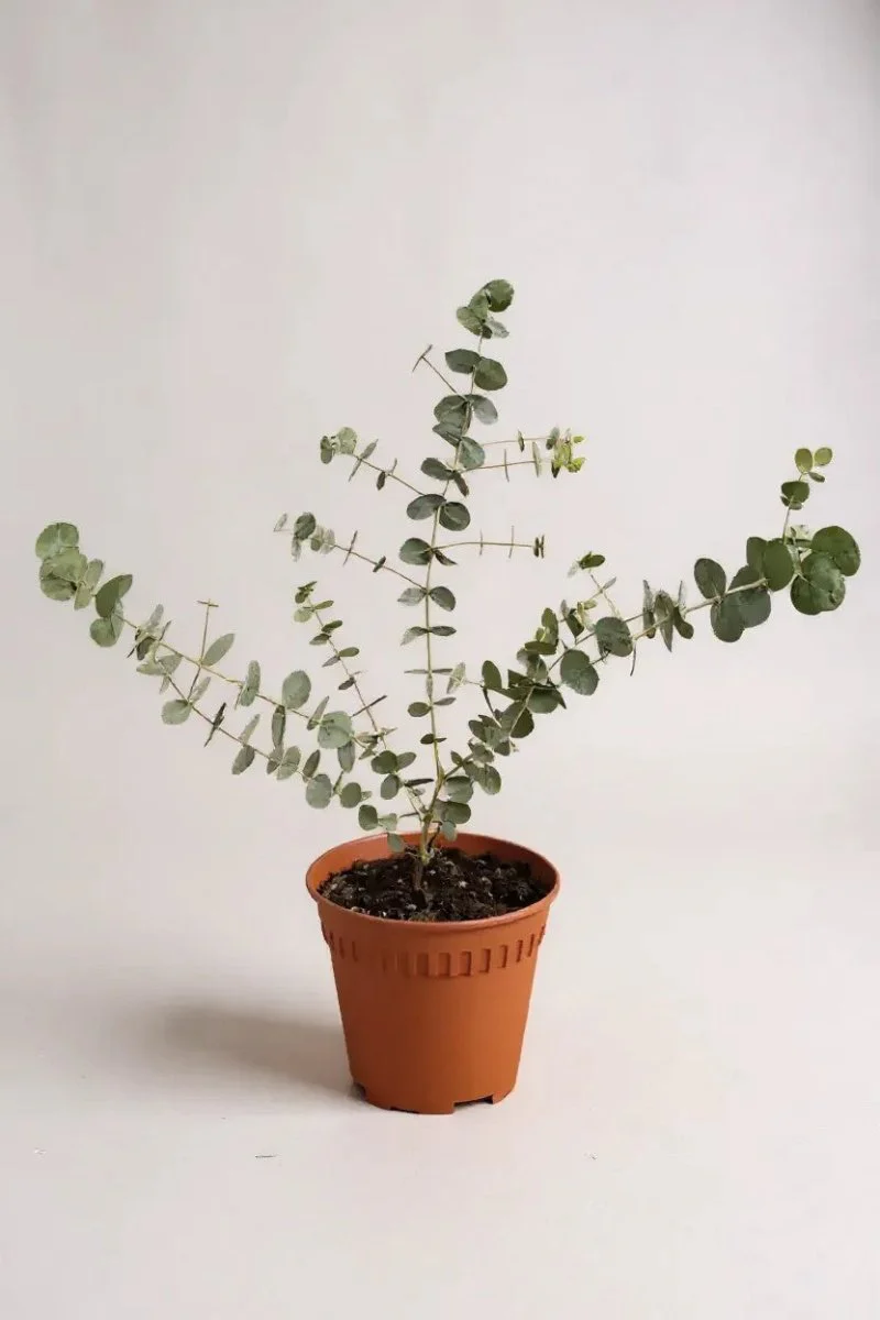 Australian Eucalyptus - Image 5