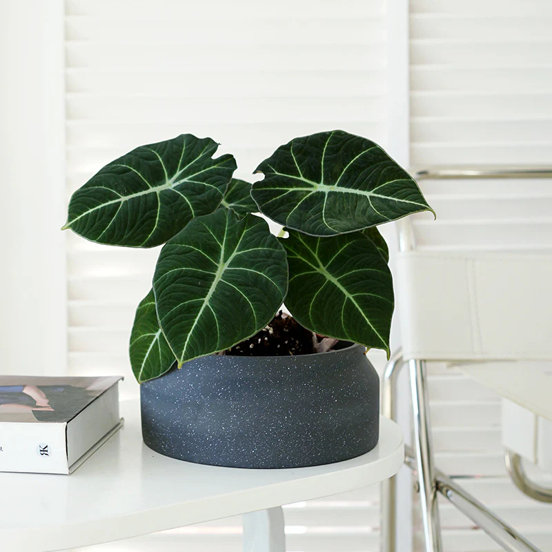 Ayra Short Cement Pot