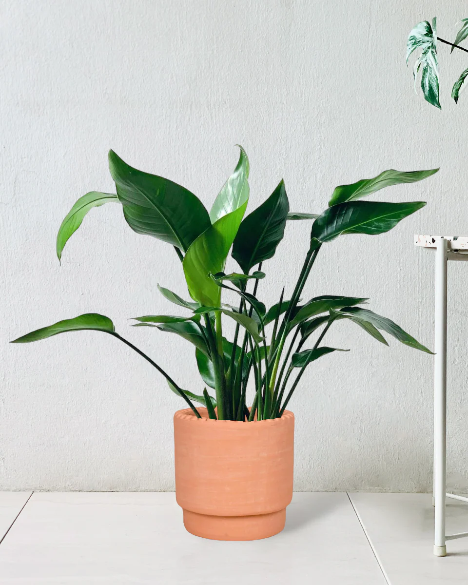 Bird of Paradise Baby - Image 10