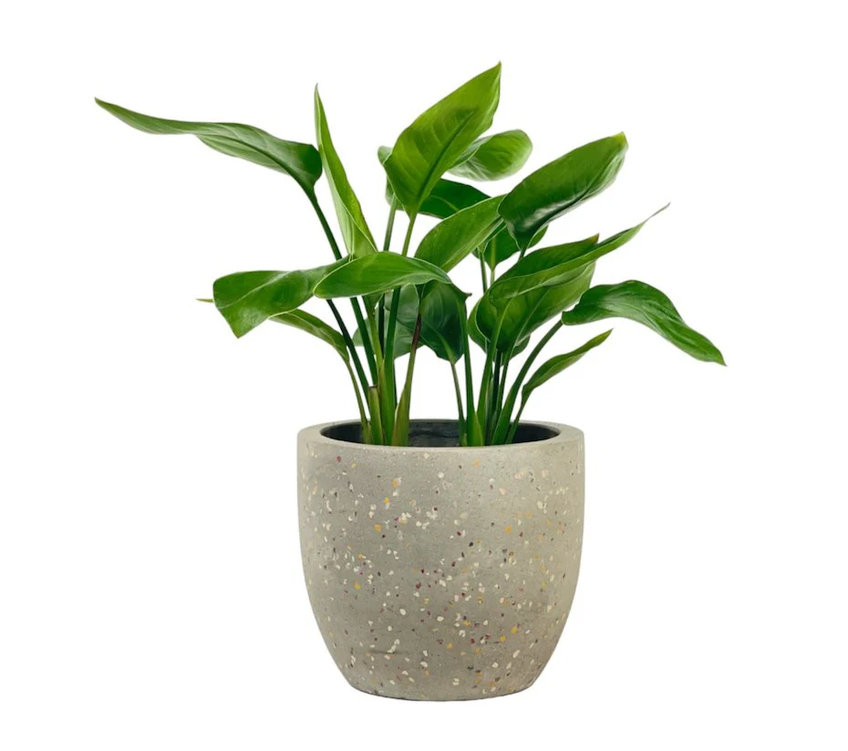 Bird of Paradise Baby - Image 11