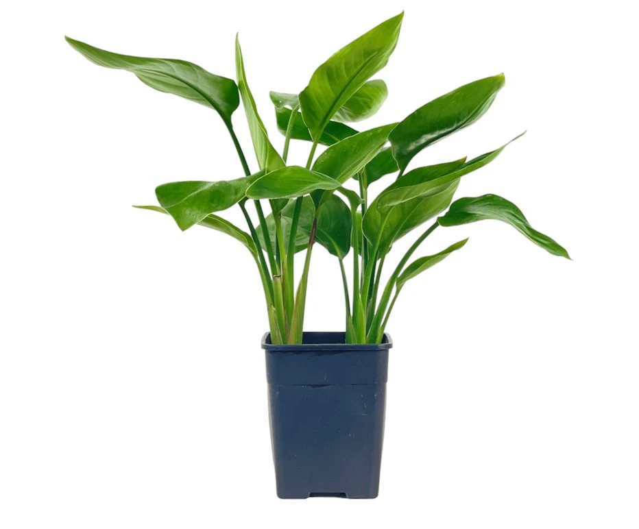 Bird of Paradise Baby - Image 12