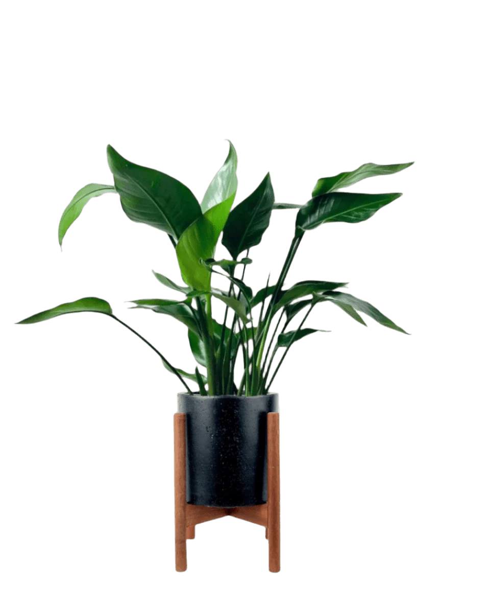 Bird of Paradise Baby - Image 6