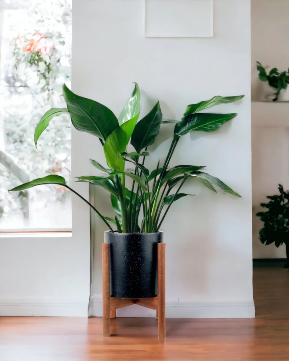 Bird of Paradise Baby - Image 7