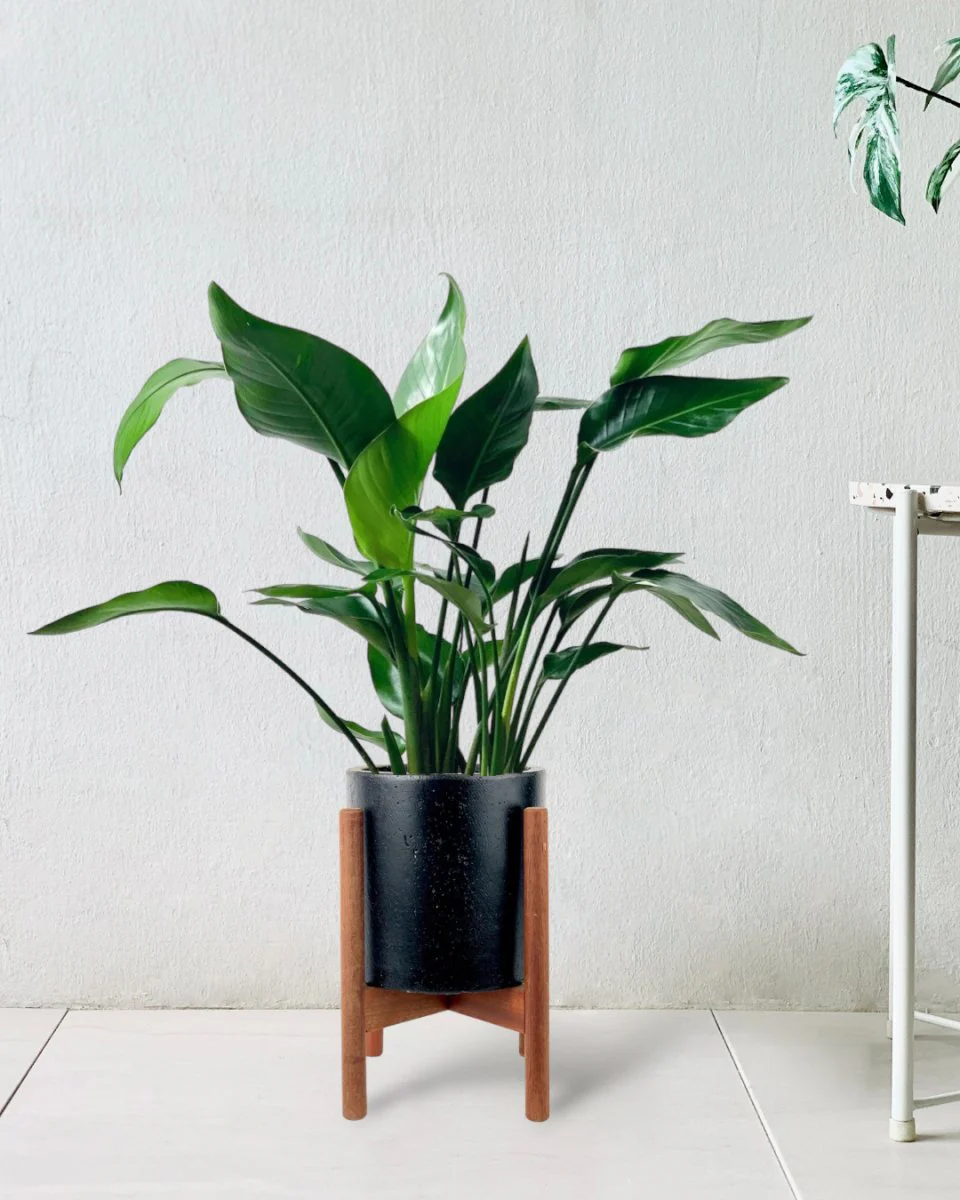 Bird of Paradise Baby - Image 8