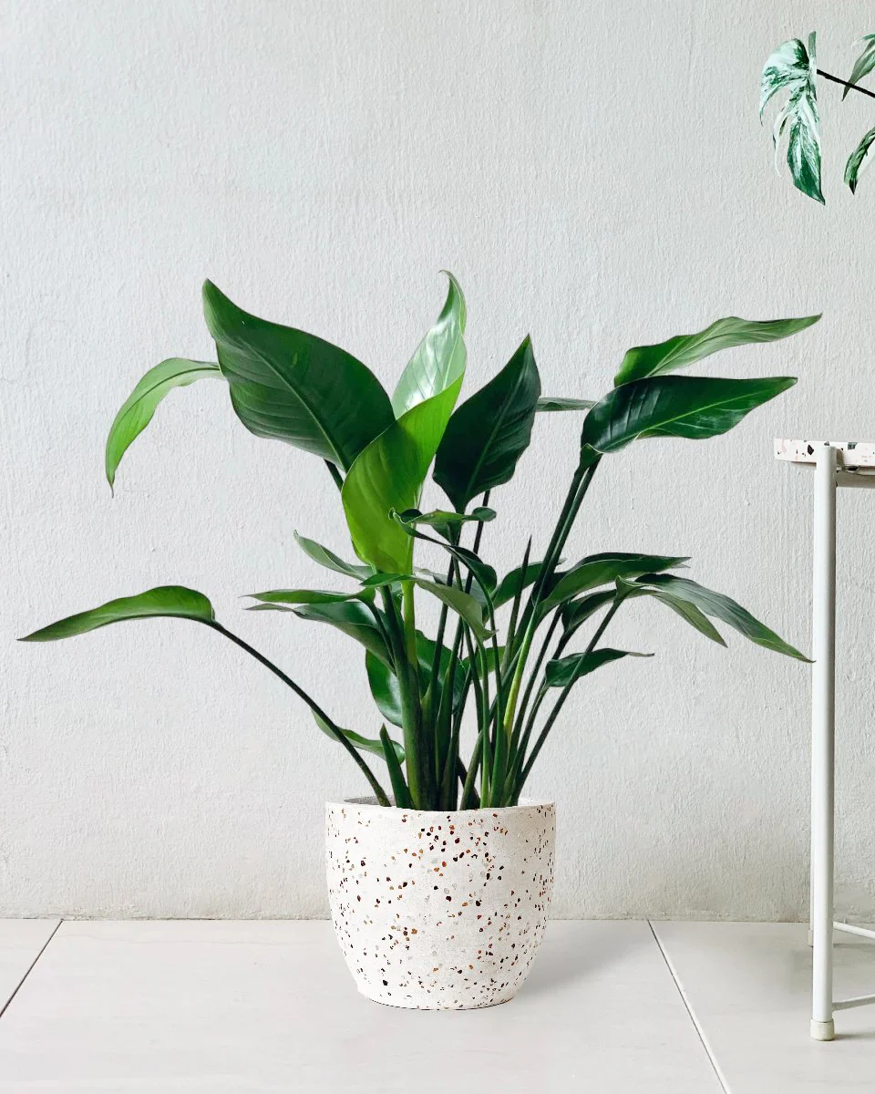 Bird of Paradise Baby - Image 9