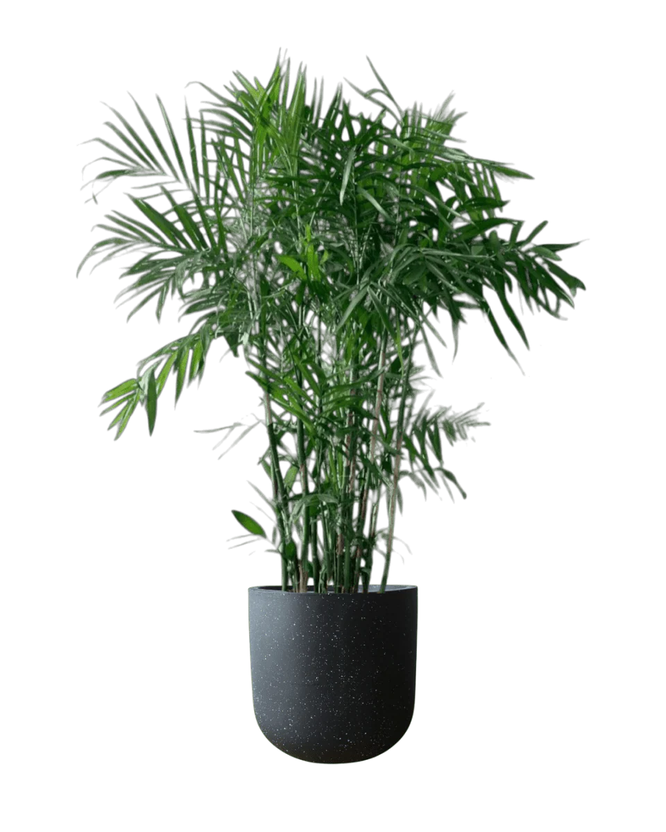 Bamboo Palm Plant - Image 10