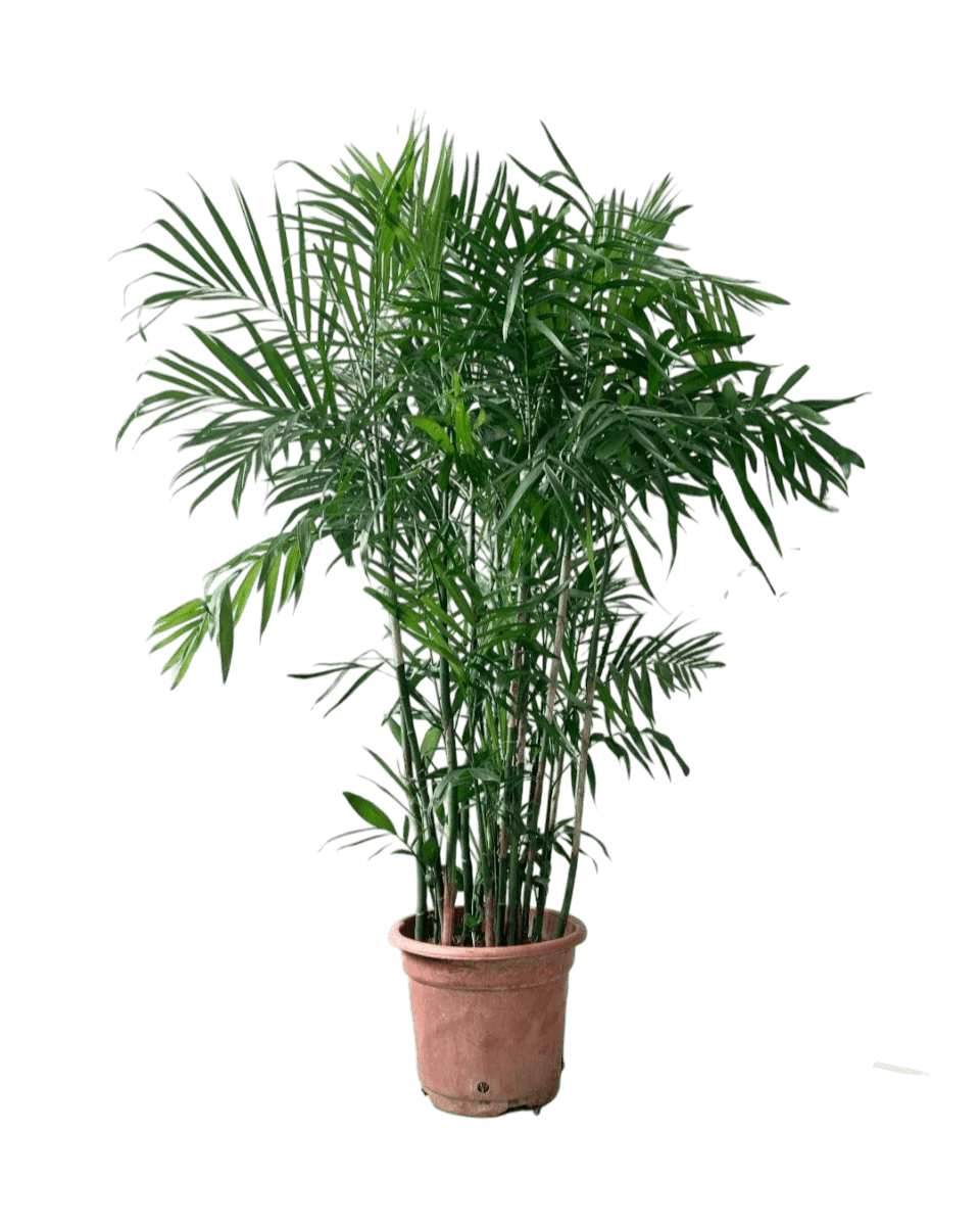 Bamboo Palm Plant - Image 12