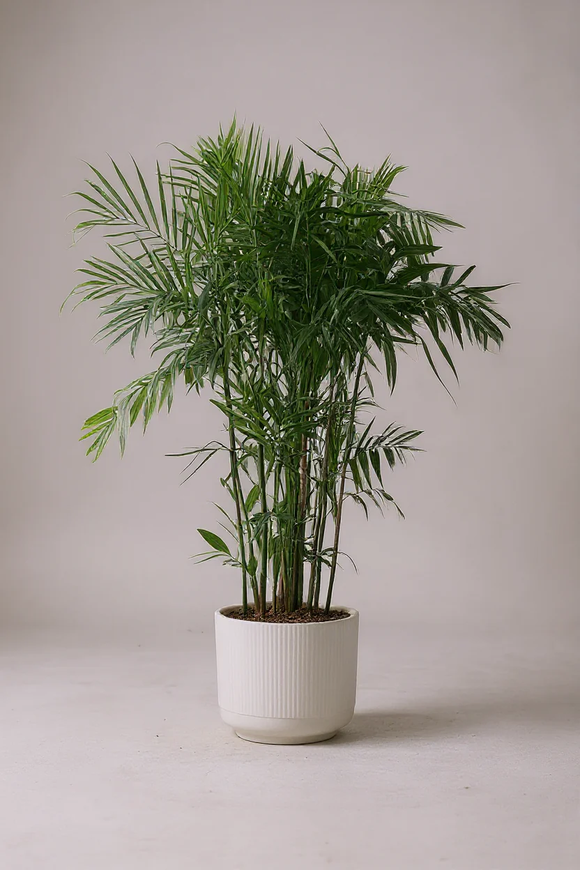 Bamboo Palm Plant - Image 5