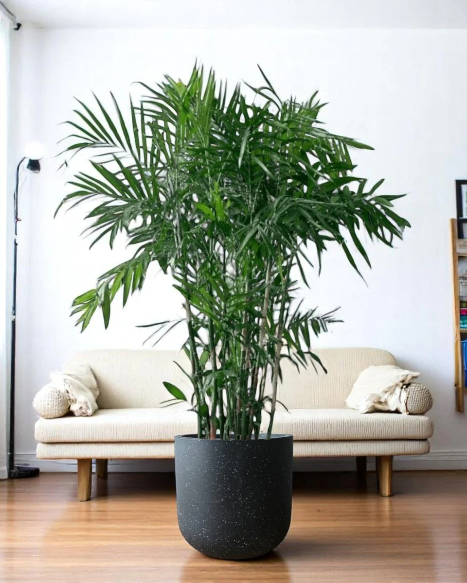 Bamboo Palm Plant - Image 7