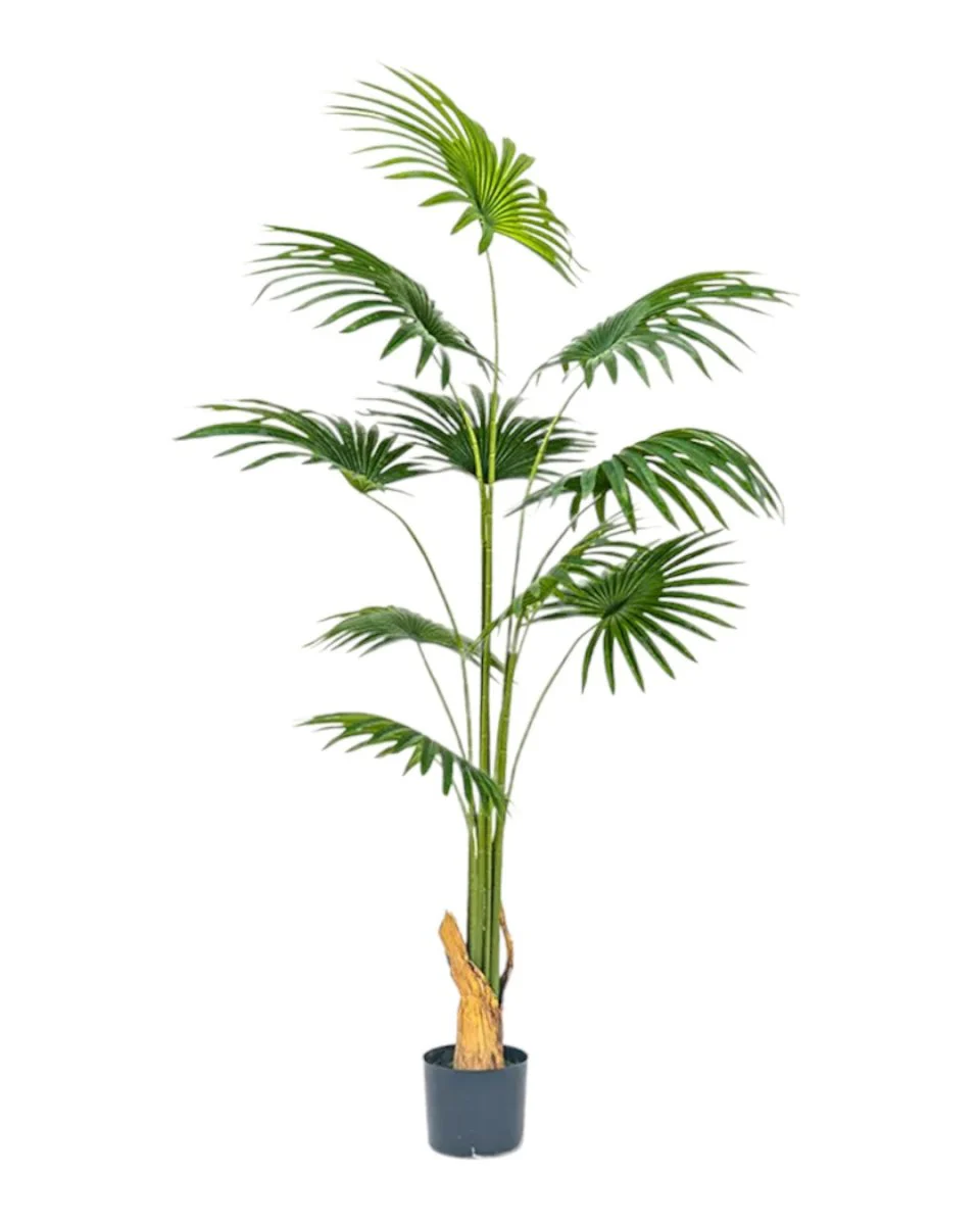 Bamboo Palm (Life-life Artificial) - Image 29