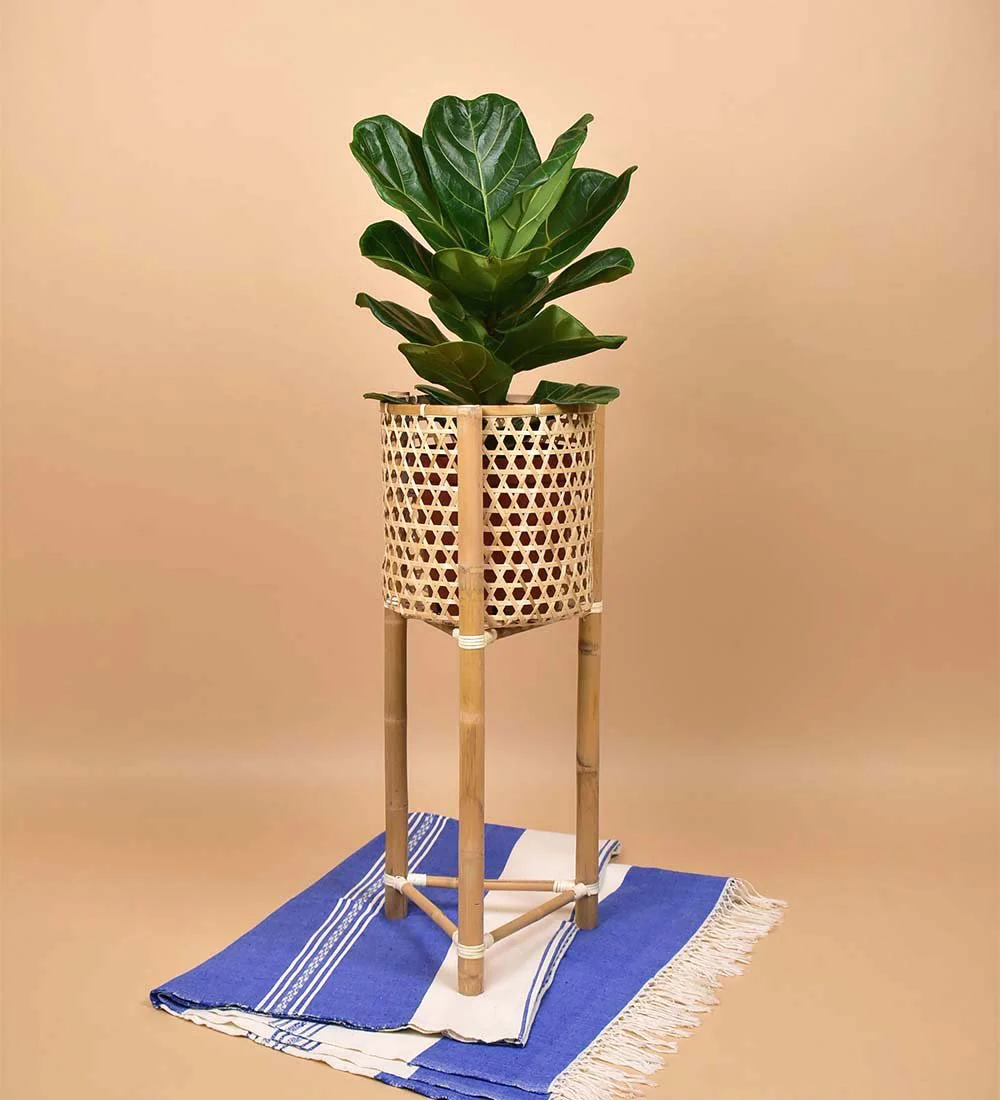 Bamboo Stands - Image 3