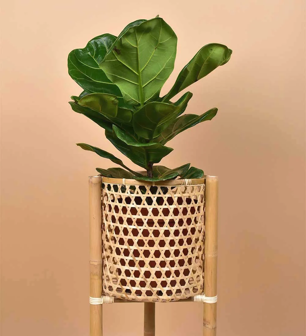 Bamboo Stands - Image 4