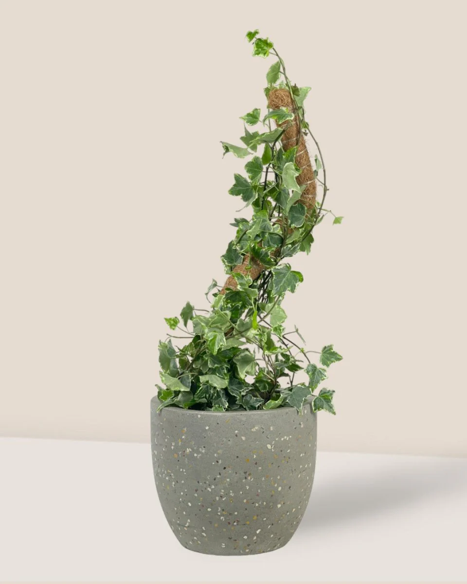Bendable Moss Pole - Image 10