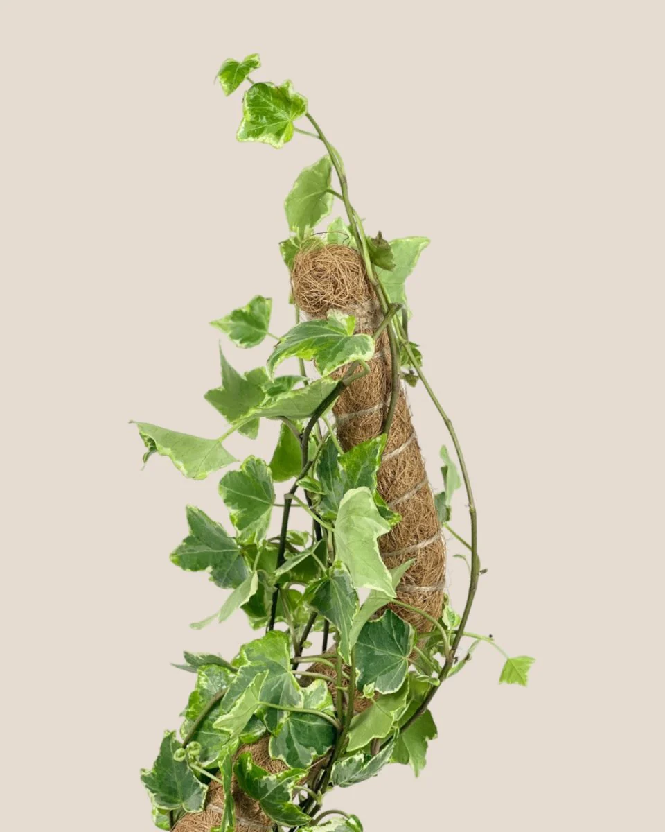 Bendable Moss Pole - Image 12