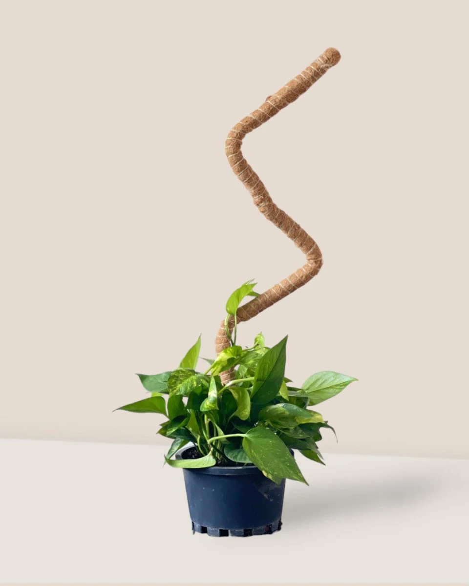 Bendable Moss Pole - Image 19