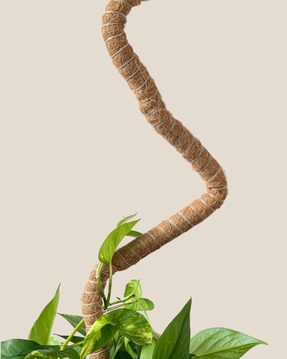 Bendable Moss Pole - Image 8