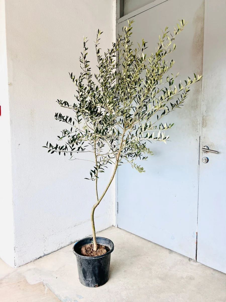 Big Olive Tree - Australia - Image 10