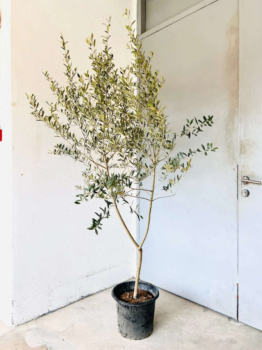 Big Olive Tree - Australia - Image 11