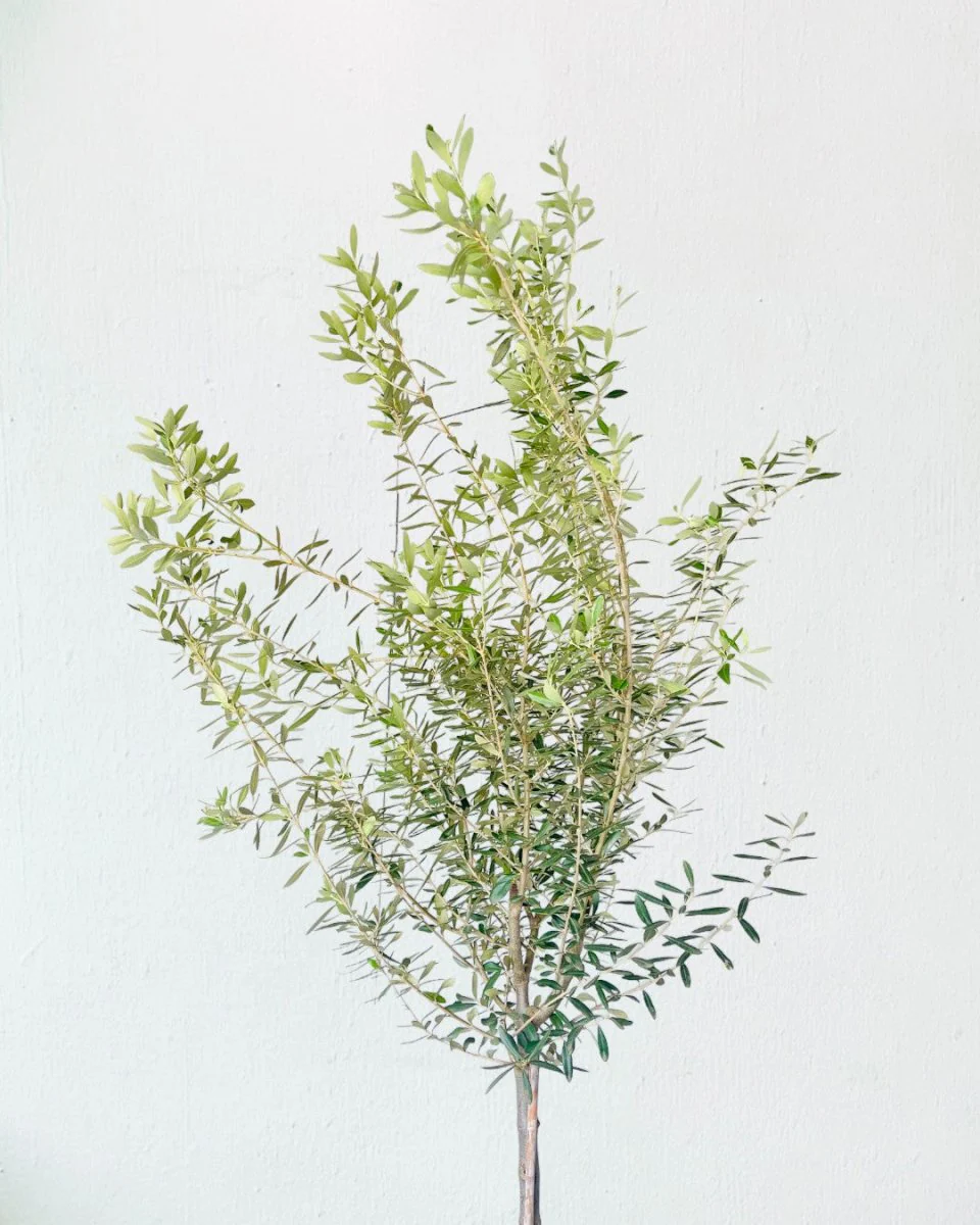Big Olive Tree - Australia - Image 13