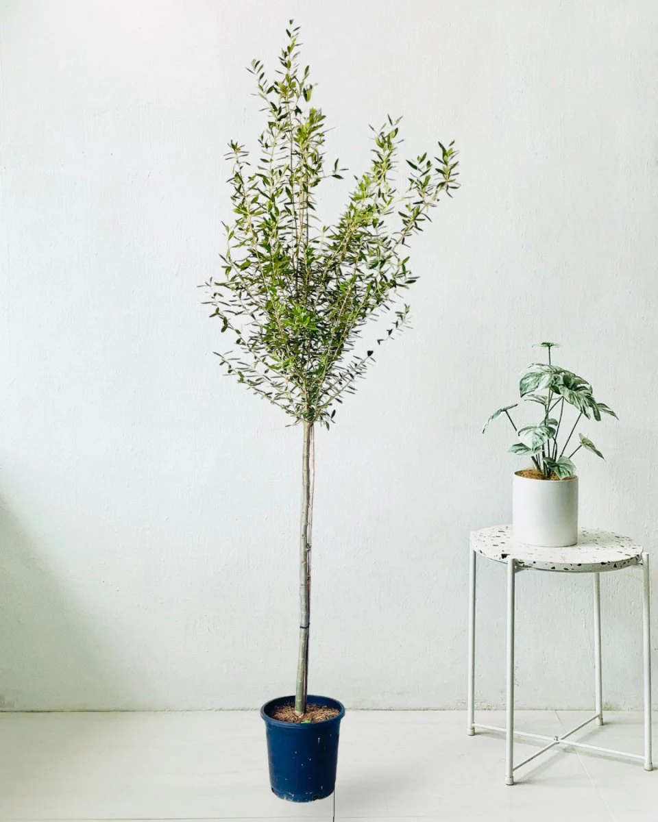 Big Olive Tree - Australia - Image 15
