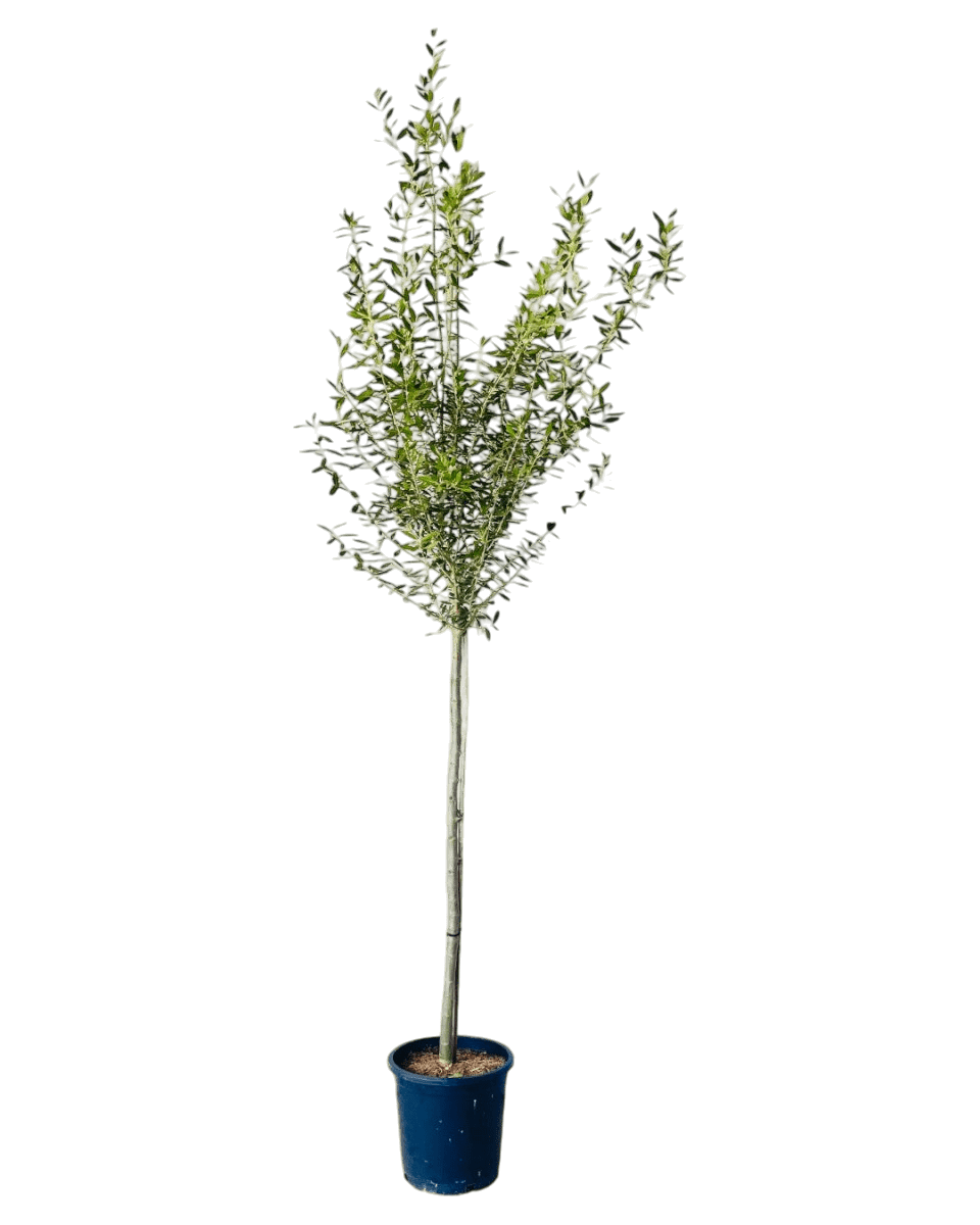 Big Olive Tree - Australia - Image 16