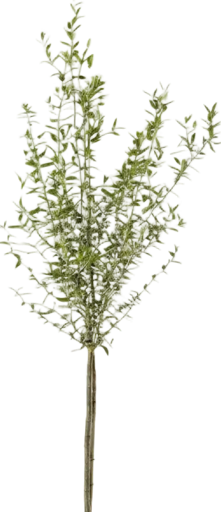 Big Olive Tree - Australia - Image 17