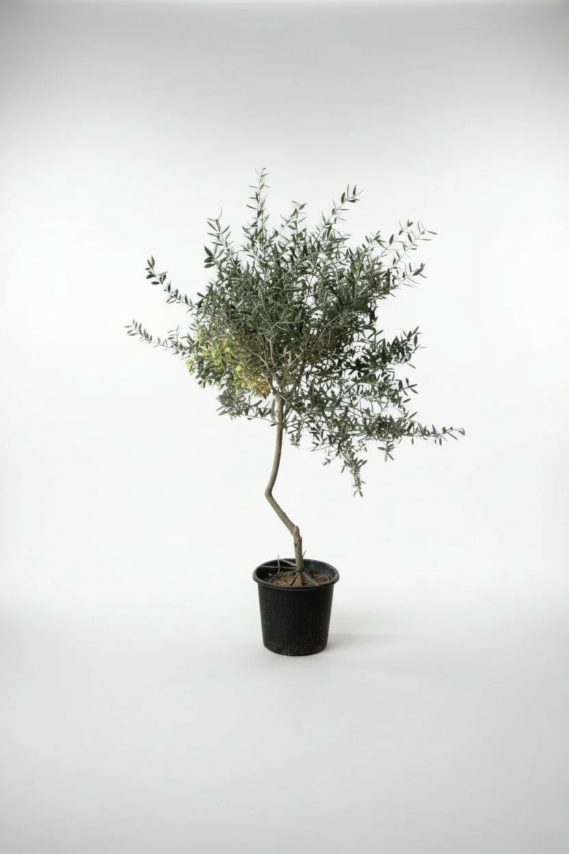 Big Olive Tree - Australia - Image 18