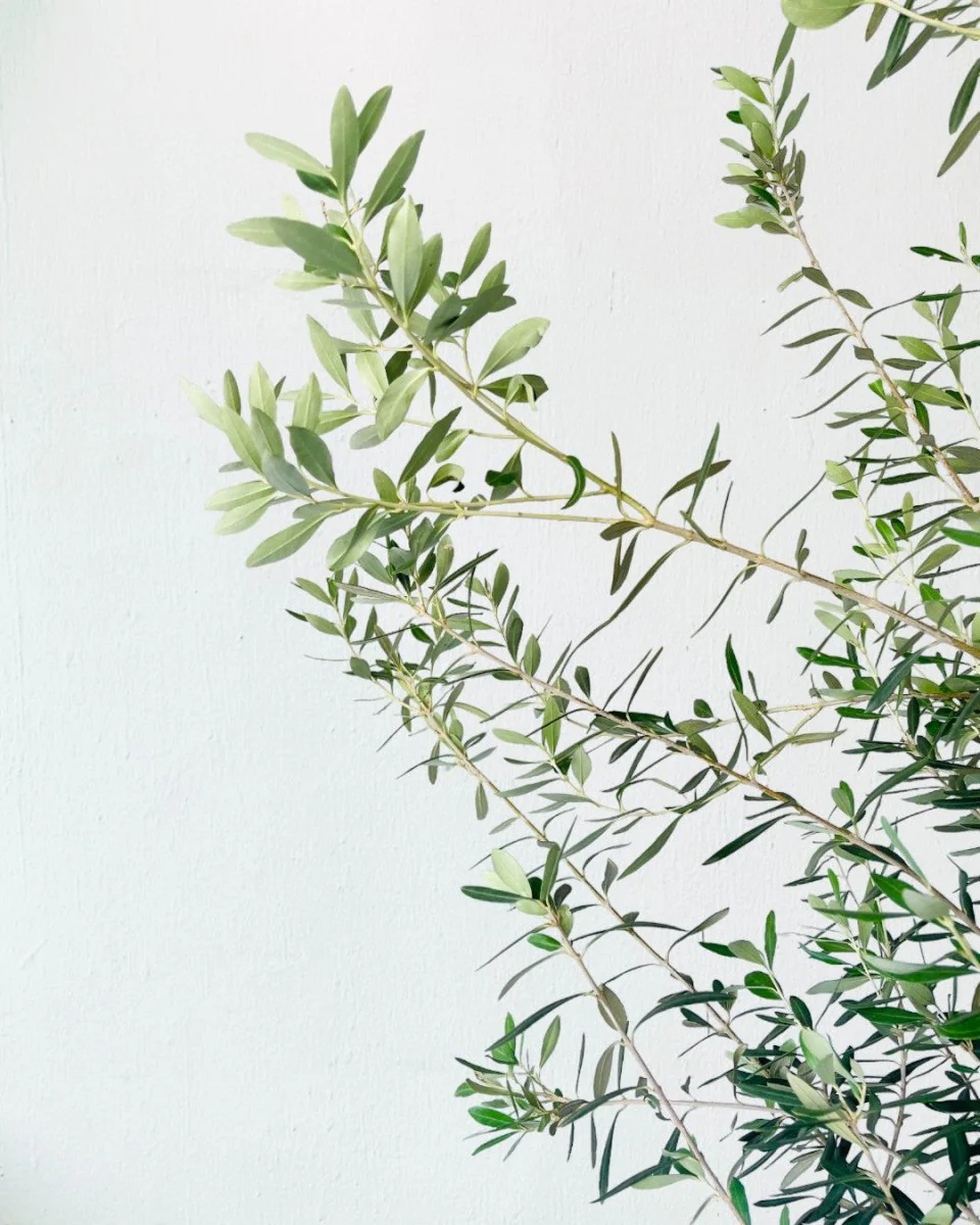 Big Olive Tree - Australia - Image 2