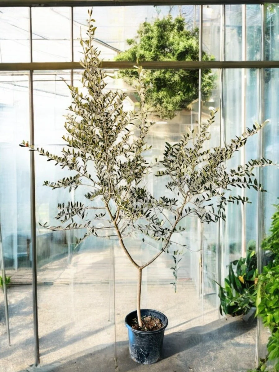 Big Olive Tree - Australia - Image 9