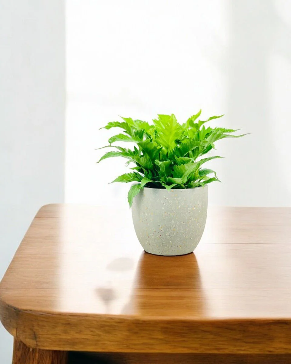 Bird Nest Fern - Asplenium 'Venus' - Image 2