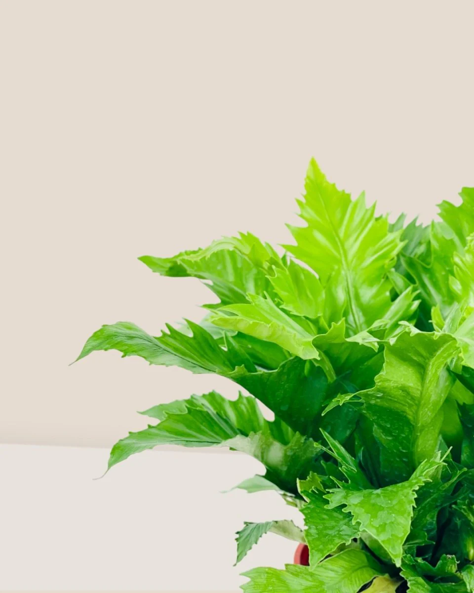 Bird Nest Fern - Asplenium 'Venus' - Image 4