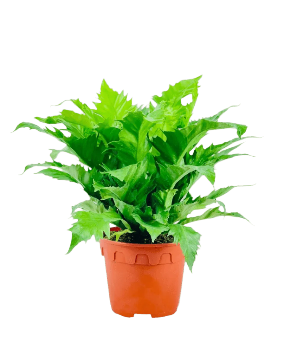 Bird Nest Fern - Asplenium 'Venus' - Image 6