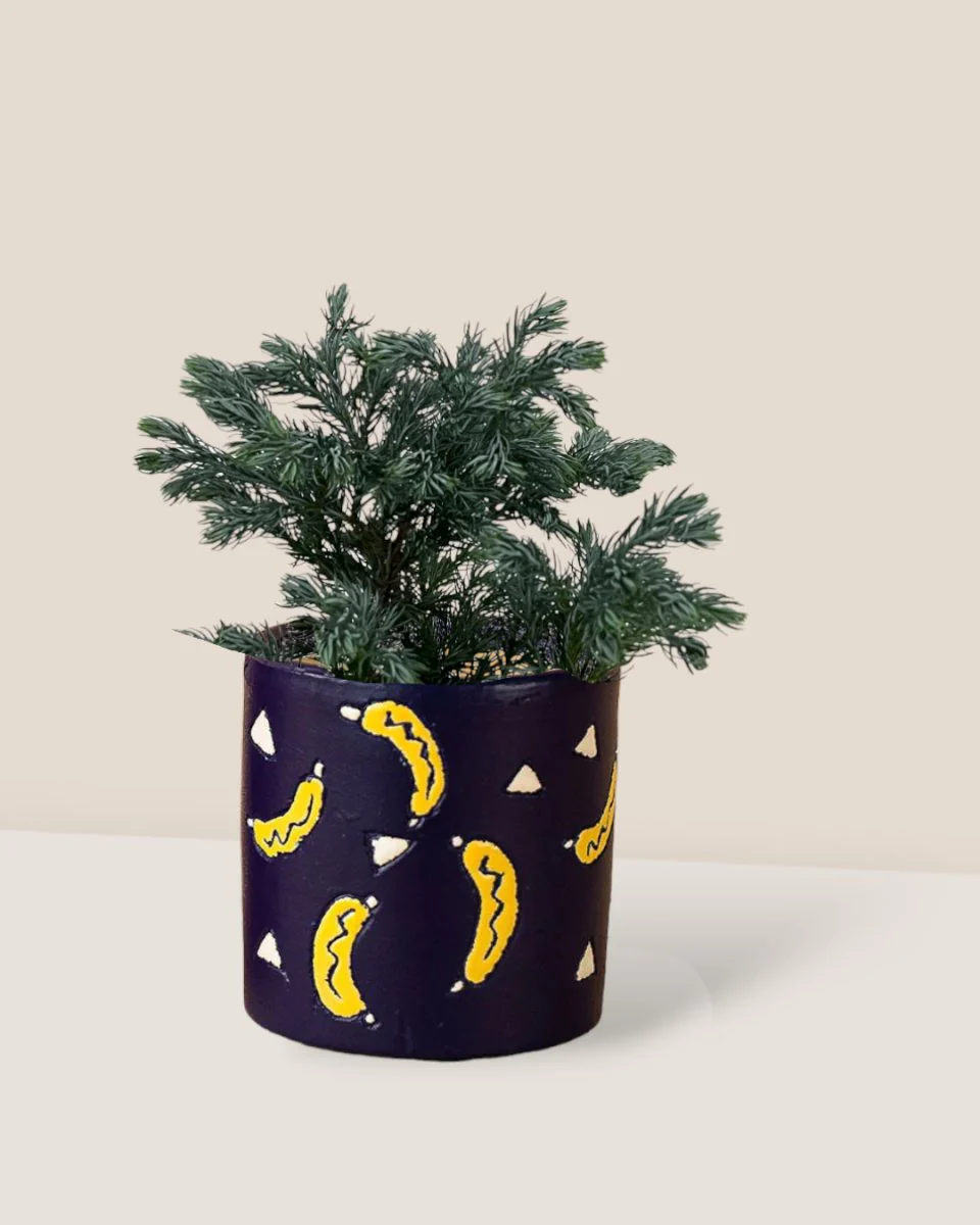 Blue Moss Cyprus (Chamaecyparis pisifera 'Boulevard') - Image 3