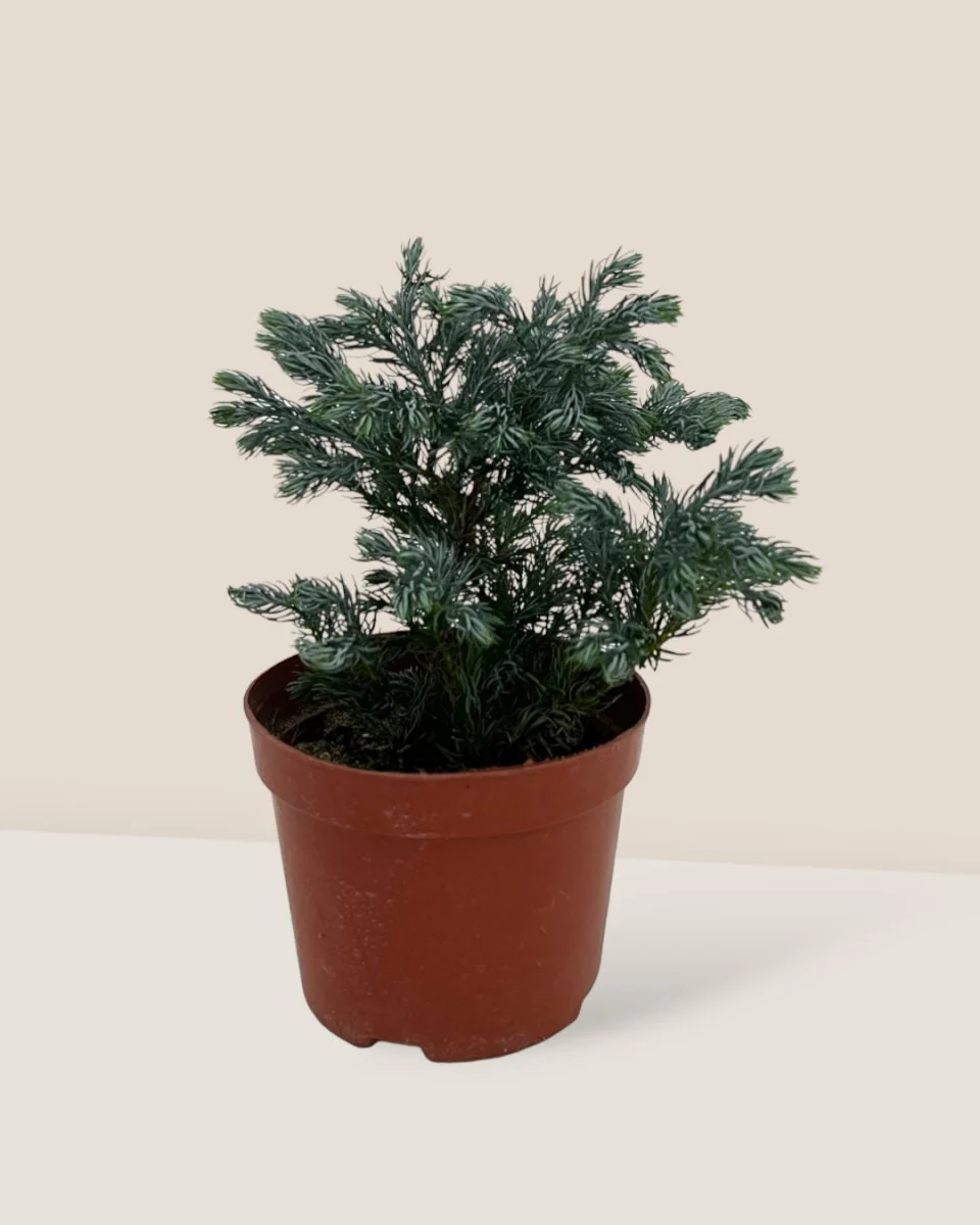 Blue Moss Cyprus (Chamaecyparis pisifera 'Boulevard') - Image 6