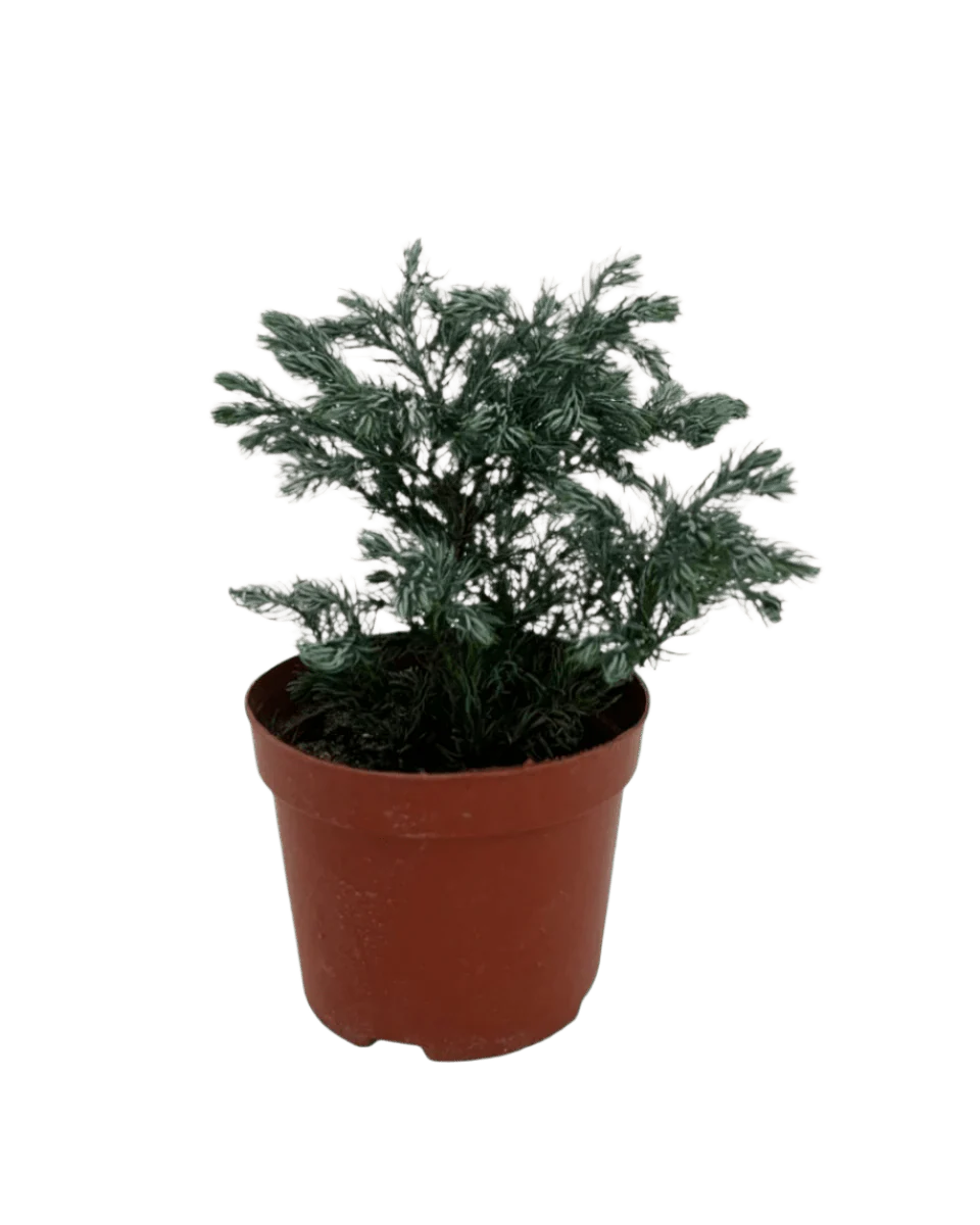 Blue Moss Cyprus (Chamaecyparis pisifera 'Boulevard') - Image 7