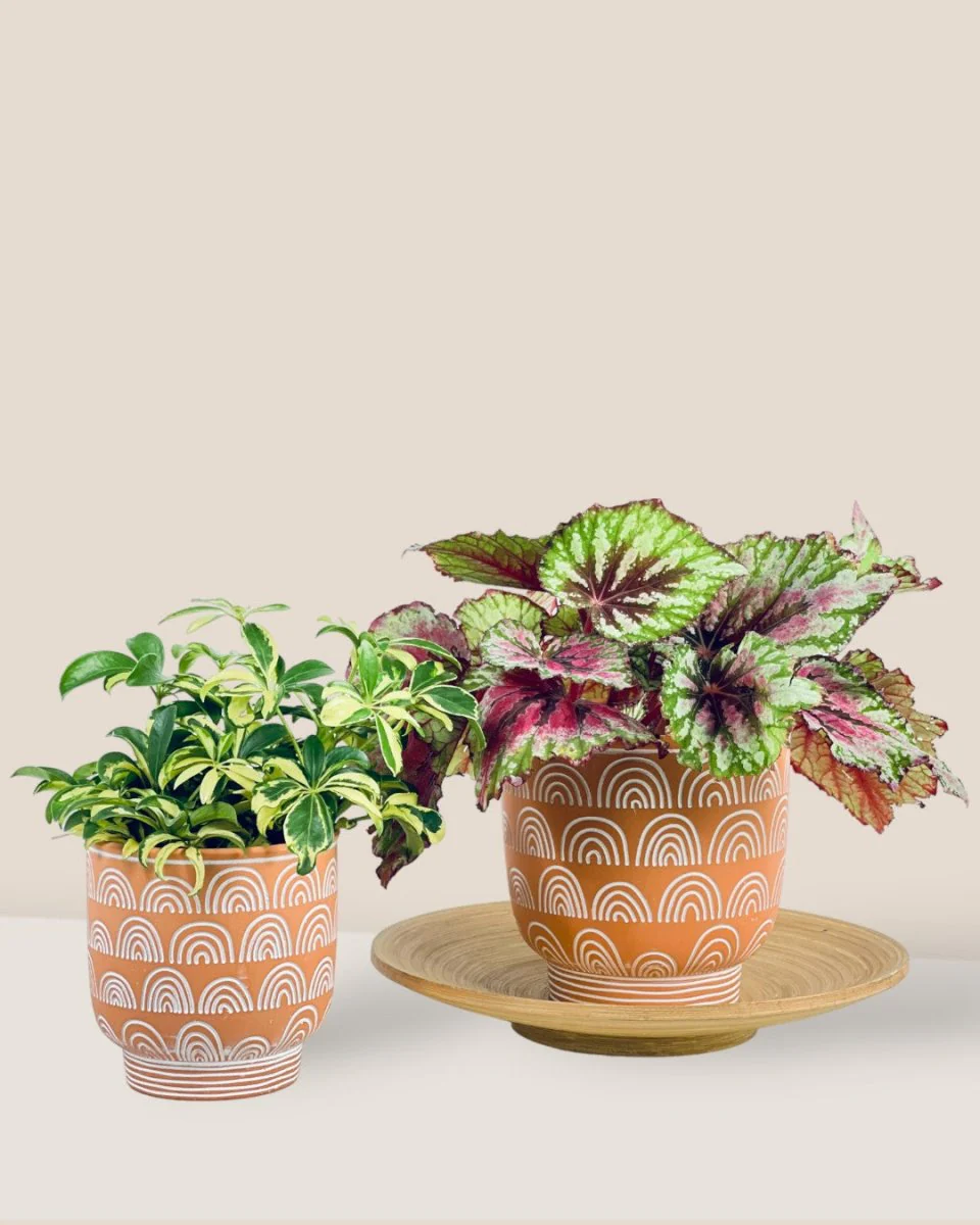 Boho Chic Terracotta Small - Image 2