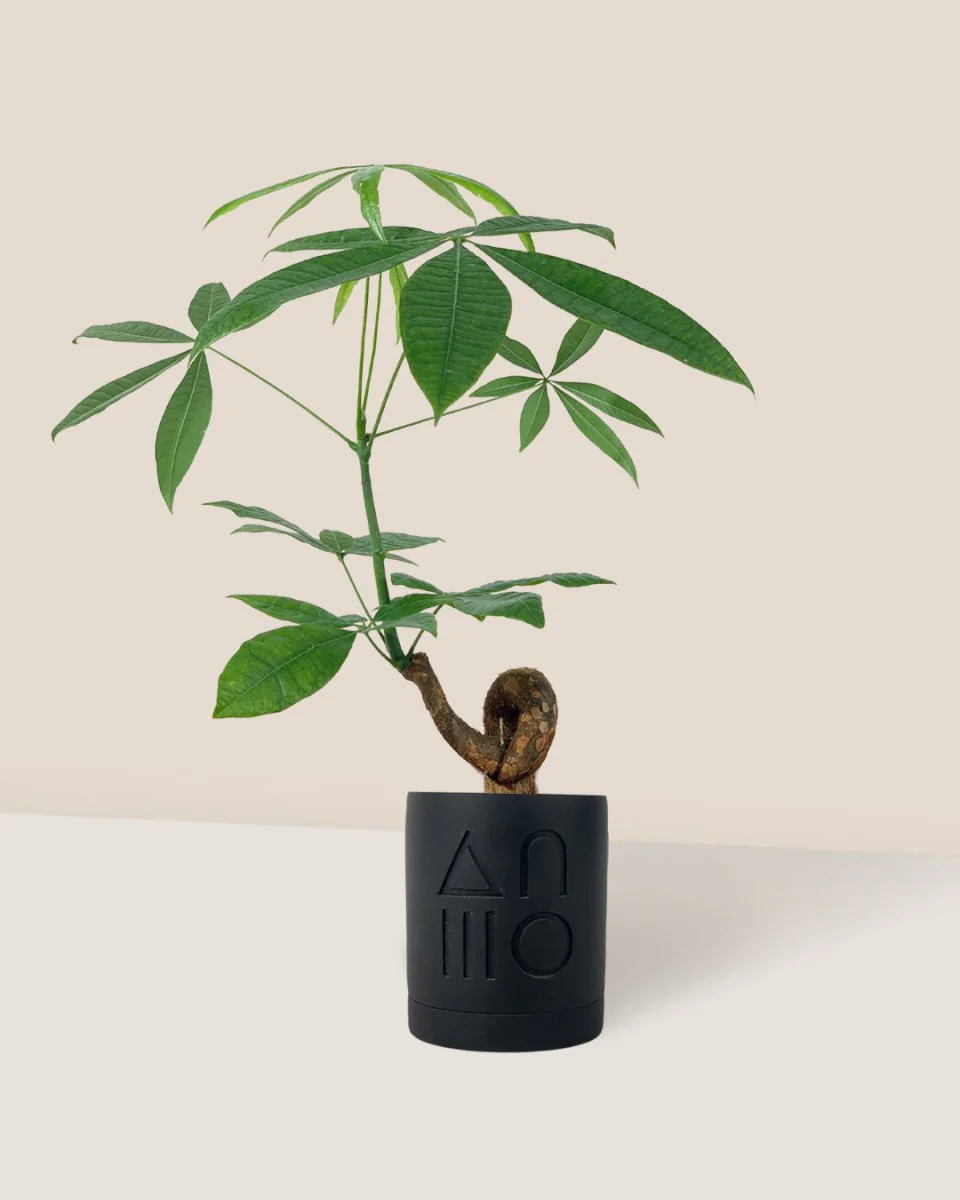 Money Tree Bonsai - Image 13