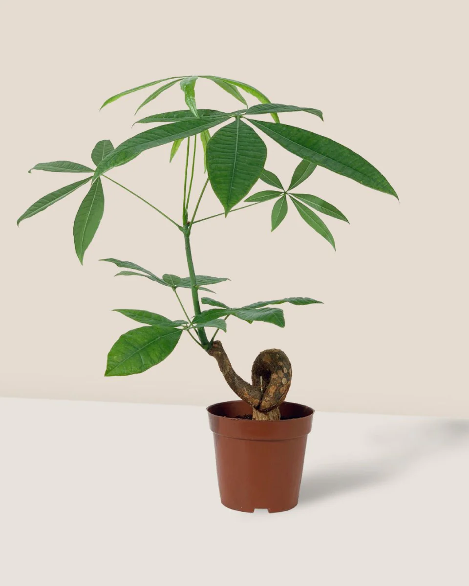 Money Tree Bonsai - Image 14