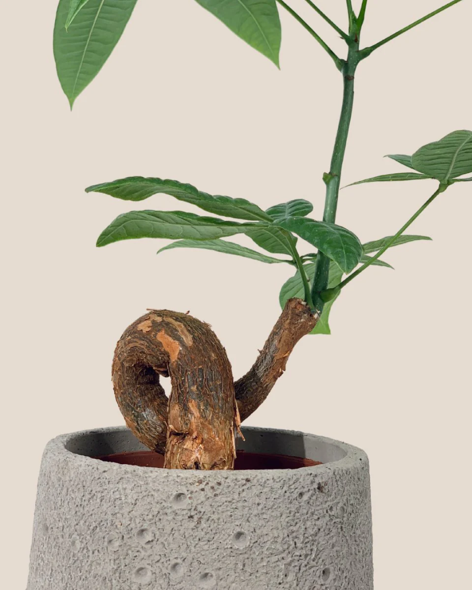 Money Tree Bonsai - Image 16