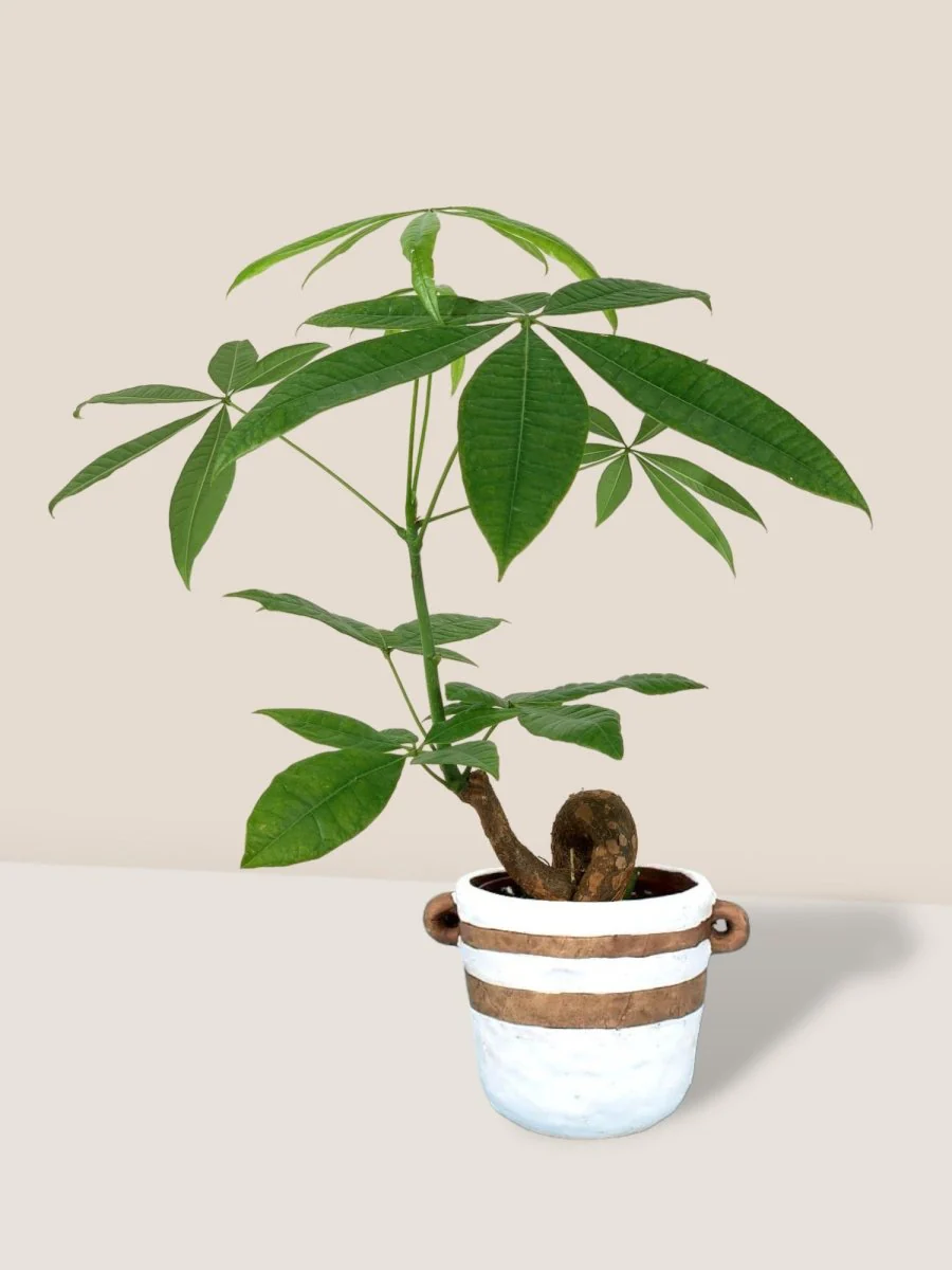 Money Tree Bonsai - Image 18