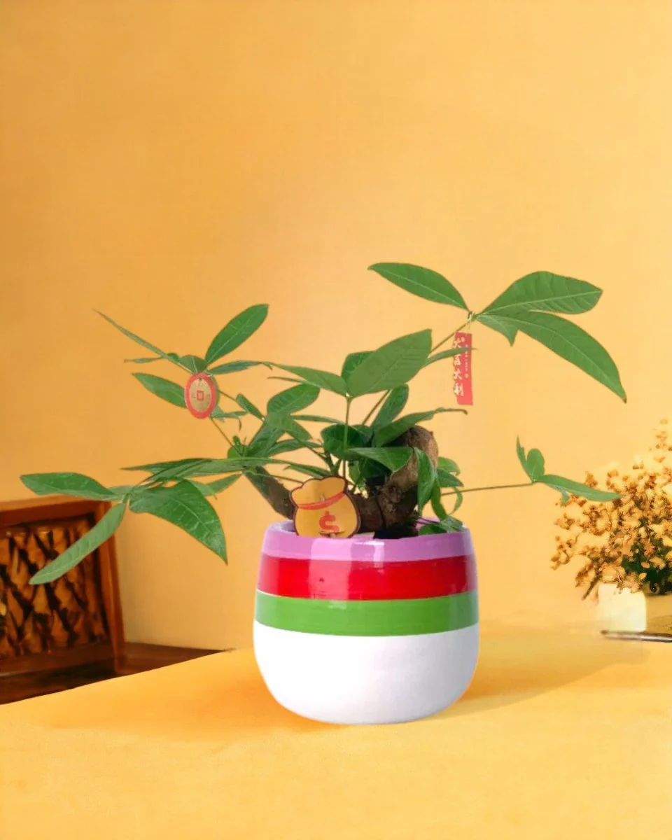 Money Tree Bonsai - Image 19